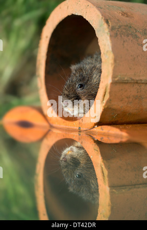 Schermaus; Arvicola Terrestris; in einem Rohr; UK Stockfoto