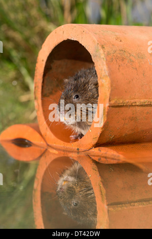 Schermaus; Arvicola Terrestris; in einem Rohr; UK Stockfoto