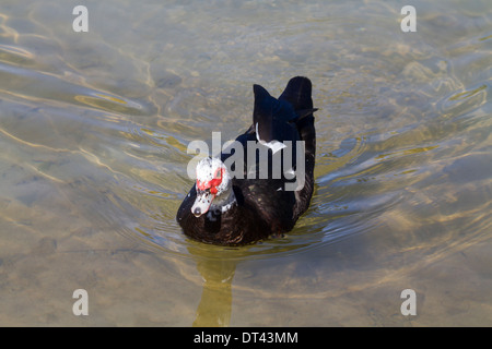 Barbarie-Ente (Cairina Moschata) im Wasser Stockfoto