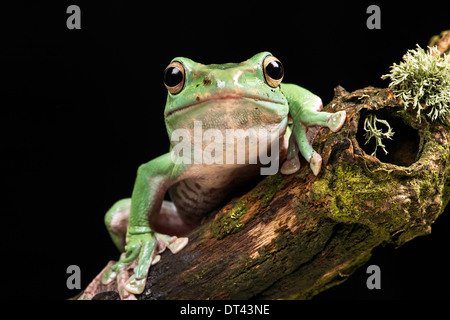 Vietnamesische Blue Flying Frog Stockfoto