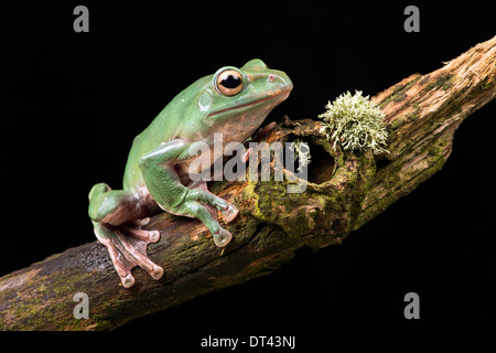 Vietnamesische Blue Flying Frog Stockfoto