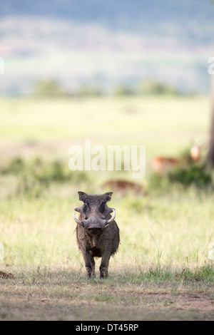 Das Warzenschwein oder gemeinsame Warzenschwein Phacochoerus Africanus stehend gegen die Savanne Blick auf den Betrachter Stockfoto