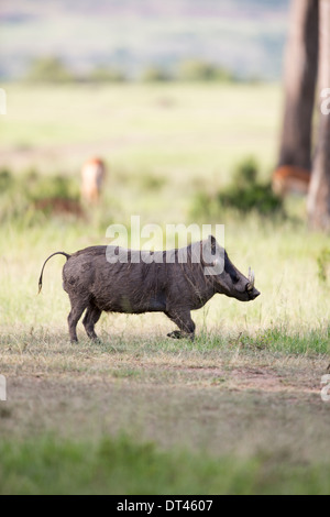 Das Warzenschwein oder gemeinsame Warzenschwein Phacochoerus africanus Stockfoto