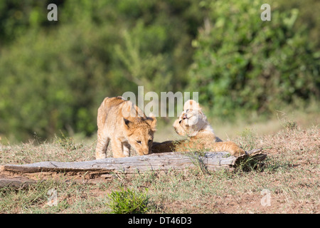 Nächste Generation 2014 von der berühmten Marsh Löwe stolz die Maasai Mara in Kenia (Panthera Leo) Stockfoto