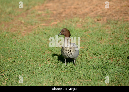 Australische Holz Ente (Chenonetta Jubata), männliche. Stockfoto