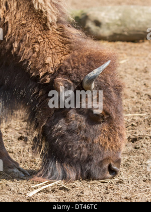 Amerikanische Bisons (Bison Bison) in einem niederländischen zoo Stockfoto