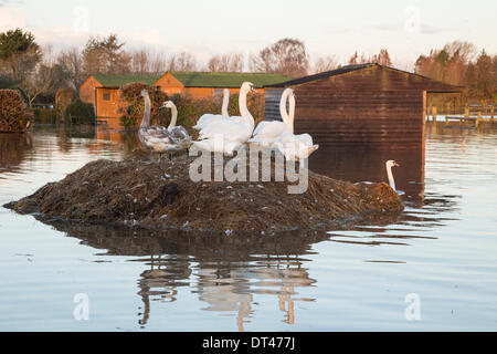 East Lyng, Somerset, UK. 7. Februar 2014. Schwere Überschwemmungen im Dorf East Lyng am 7. Februar 2014. Wasser aus den Flüssen Parrett Ton traten über die Ufer und überflutete über fünfundsechzig Quadratmeilen Ackerland, einschließlich mehrere Dörfer. Wasser steigt rasant und hat damit begonnen, stabilere Werften zu überfluten und beherbergt. Hier eine Familie von Schwänen suchen Zuflucht auf einem warmen Misthaufen. Eine schwere Wasseralarm bleibt im Bereich zwischen Lyng und Burrowbridge wo gibt es eine Gefahr für das Leben. Einige Anwohner wurden gebeten, zu evakuieren, sondern haben beschlossen, zu bleiben. Bildnachweis: Nick Kabel/Alamy Live-Nachrichten Stockfoto