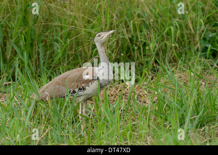 Australische Bustard (Ardeotis Australis) Bewegung durch Bauernhof Grünland, Queensland, Australien. Stockfoto