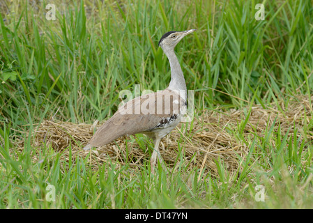 Australische Bustard (Ardeotis Australis) Bewegung durch Bauernhof Grünland, Queensland, Australien. Stockfoto