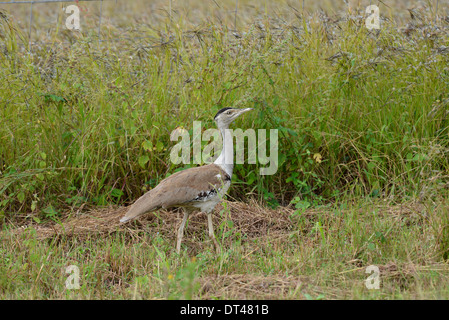 Australische Bustard (Ardeotis Australis) Bewegung durch Bauernhof Grünland, Queensland, Australien. Stockfoto