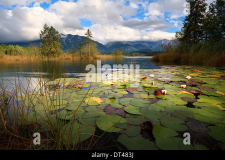Seerose Blumen am Barmsee See, Bayern, Deutschland Stockfoto