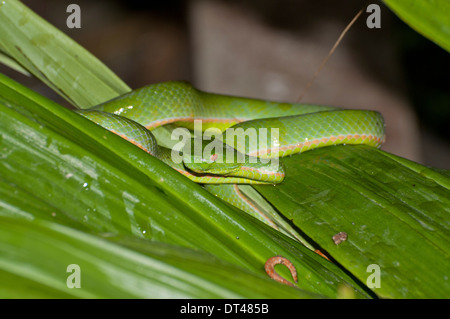 Sabah-Grubenotter (Popeia Sabahi) Stockfoto