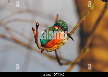 Eisvogel (Alcedo Atthis) - weibliche. Stockfoto