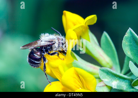 gemeinsamen Biene sammelt Pollen von Blumen auf einer Wiese Stockfoto