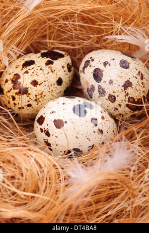 Wachteleier im Nest hautnah Stockfoto