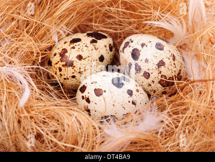 drei Wachteleier im Nest hautnah Stockfoto