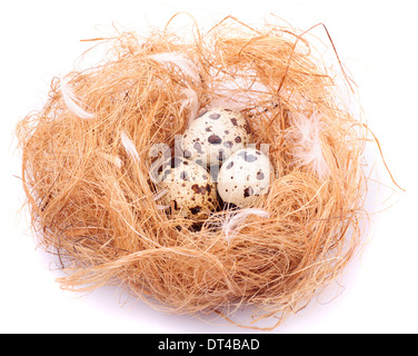 Wachteleier im Nest isoliert auf weiss Stockfoto