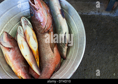 Red Snapper und andere Fische in einem Zinn Schale für den Verkauf auf dem Fishing Pier in La Libertad, eine Hafenstadt an der Küste von El Salvador Stockfoto