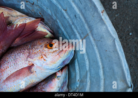 Red Snapper und andere Fische in einem Zinn Schale für den Verkauf auf dem Fishing Pier in La Libertad, eine Hafenstadt an der Küste von El Salvador Stockfoto