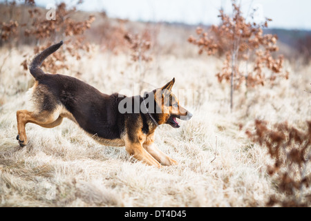 Herrliche Deutscher Schäferhund im freien laufen Stockfoto