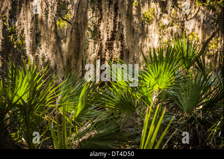 Spanische Moos- und Palmetto-Fronds in Jacksonville, Florida, in der Nähe des St Johns River. (USA) Stockfoto