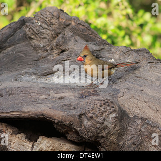 Nördlichen Kardinal, Cardinalis Cardinalis, Weiblich Stockfoto