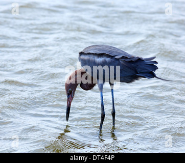 Rötliche Silberreiher (Egretta saniert), adult dark Morph in South Padre Island Birding und Naturzentrum, Texas Stockfoto