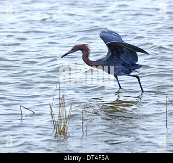 Rötliche Silberreiher (Egretta saniert), adult dark Morph Vordach Fütterung in South Padre Island Birding und Naturzentrum, Texas Stockfoto