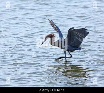 Rötliche Silberreiher (Egretta saniert), adult dark Morph Vordach Fütterung in South Padre Island Birding und Naturzentrum, Texas Stockfoto