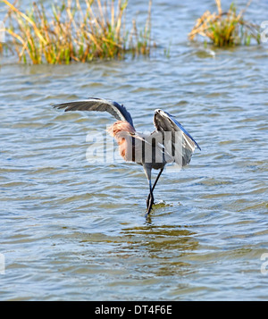 Rötliche Silberreiher (Egretta saniert), adult dark Morph Vordach Fütterung in South Padre Island Birding und Naturzentrum, Texas Stockfoto