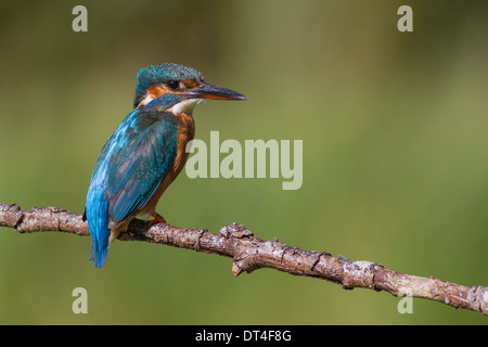 weiblicher Eisvogel thront auf einem Ast Stockfoto