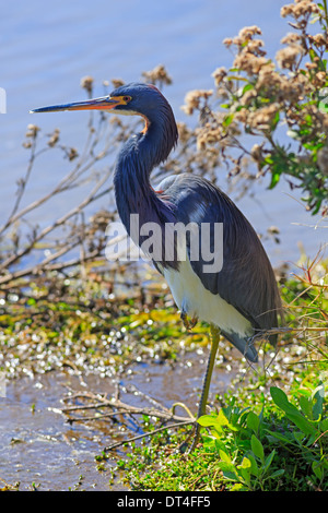 Dreifarbigen Heron (Egretta Tricolor) in der Zucht Gefieder Stockfoto