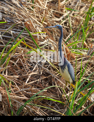 Dreifarbigen Heron (Egretta Tricolor). Obwohl der Vogel Blau ist, ist er gut getarnt im Schilf in den Winter-Sumpf. Stockfoto