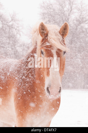 Nahaufnahme von einer blonden belgische Zugpferd in einem Schneesturm Stockfoto