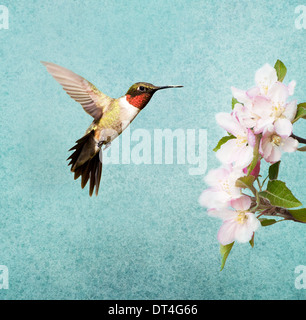 Ruby – Throated Kolibri männlich schwebt neben Apfelblüten auf strukturierten Hintergrund Stockfoto