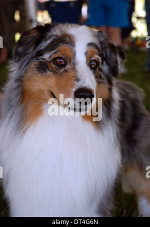 Blue Merle Australian Shepherd Hundeausstellung Stockfoto