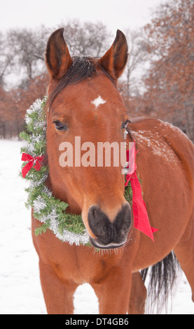 Rote Bucht Pferd tragen einen Weihnachtskranz an einem kalten Wintertag Stockfoto