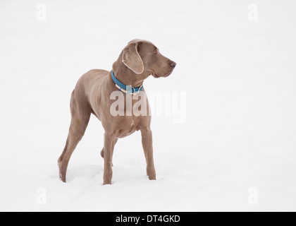 Weimaraner Hunde im Tiefschnee Stockfoto