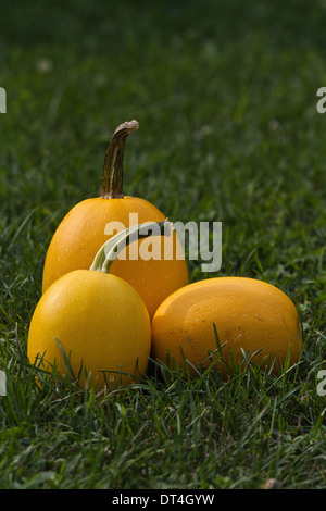Nahaufnahme von Kürbisfrüchten im Garten auf der Grasfront wiev Niemand keine Fotografie Farbbilder Bild vertikal Hi-res Stockfoto