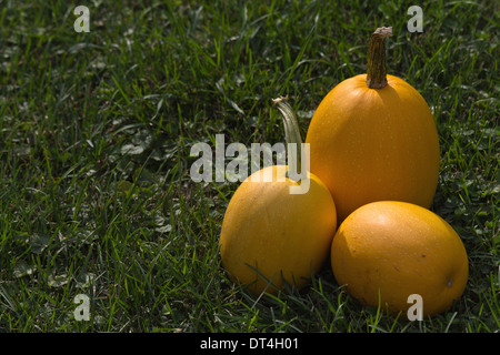 Nahaufnahme von Kürbisfrüchten im Garten auf dem Grasboden über dem Kopf von oben niemand fotografiert Farbbilder Hi-res Stockfoto