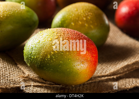 Bio bunte reifen Mangos auf einem Hintergrund Stockfoto