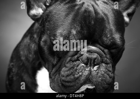 Traurig französische Bulldogge Stockfoto