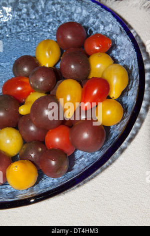 Kleinen, bunten Erbstück Tomaten (Solanum Lycopersicum) in einem blauen Teller Stockfoto