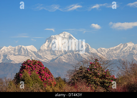 Malerische Aussicht auf die Gipfel der Dhaulagiri (8167 m) mit blühenden Rhododendren im Vordergrund. Canon 5D MK II. Stockfoto