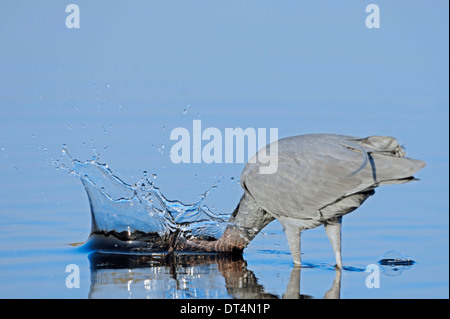 Little Blue Heron (Egretta Caerulea) Angeln, Florida, USA Stockfoto