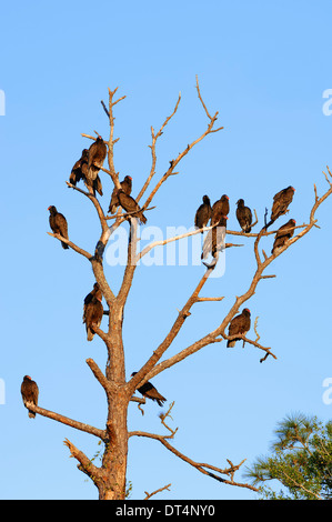 Türkei-Geier oder Türkei Bussard (Cathartes Aura), Florida, USA Stockfoto