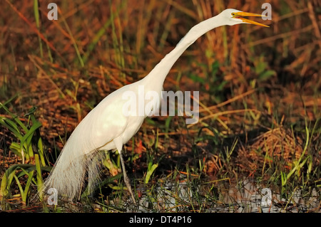 Großer Egret, Common Egret, großen Reiher oder große weiße Reiher (Ardea Alba, Casmerodius Albus, Egretta Alba), Florida, USA Stockfoto