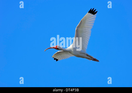 American White Ibis (Eudocimus Albus), Sanibel Island, Florida, USA Stockfoto