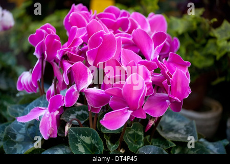 Blumen lila Alpenveilchen Haufen Closeup mit Blüten und Blättern Stockfoto