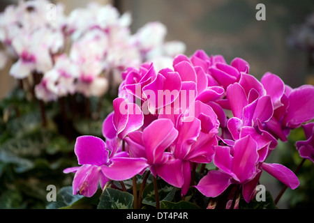 Blumen lila Alpenveilchen Haufen Closeup mit Blüten und Blättern Stockfoto